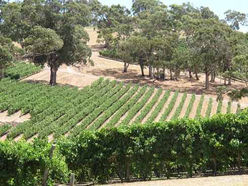 Австралийский виноградник Лонгвью